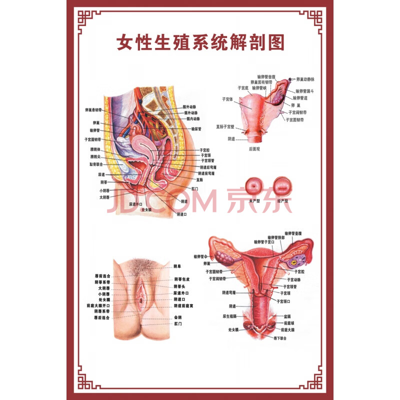 人体内脏解剖示意图医学骨骼肌肉器官血管血液结构图医院海报 女性