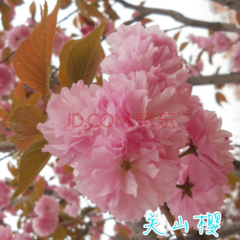 樱花苗 早樱苗绿化樱花晚樱庭院盆栽地栽 吉野樱花苗盆栽花卉 关山樱2