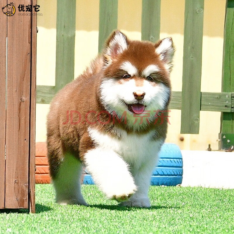 优宠它 阿拉斯加犬 幼犬大型犬 巨大型阿拉斯加雪橇犬幼崽活物 家养