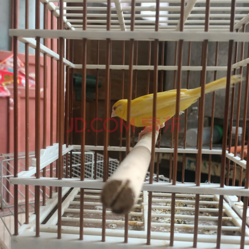 活体山东黄玉鸟笼养鸣唱鸟小鸟辣椒红玉鸟 扬州黄红眼一只公母备注