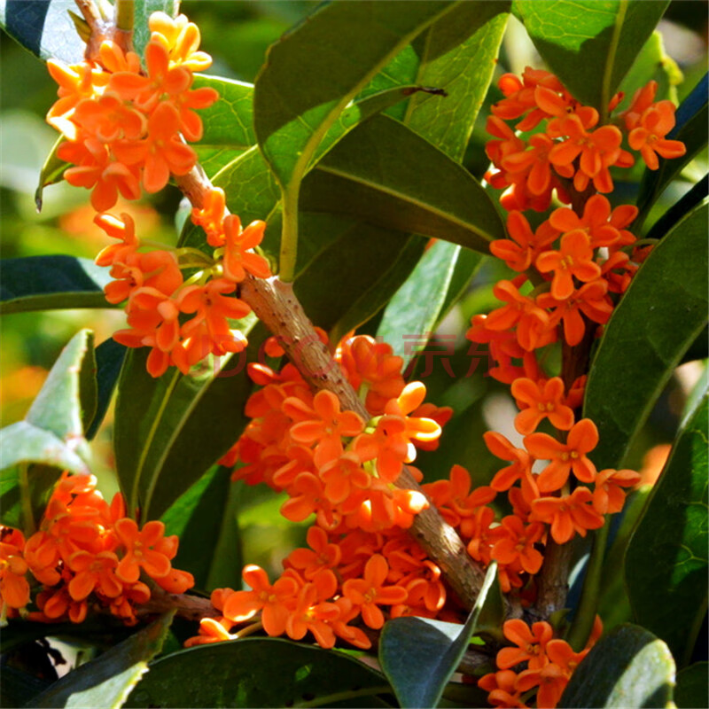 树苗金桂丹桂 嫁接桂花盆栽地栽沉香桂花苗 庭院绿植桂花树苗 状元红4