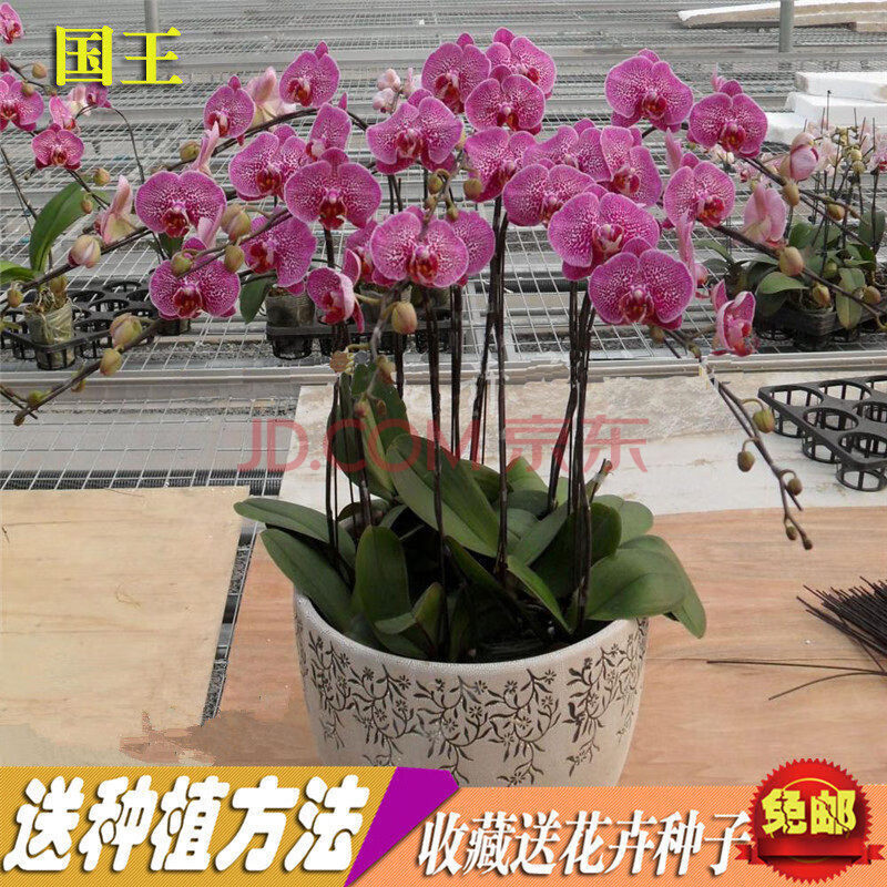 四季蝴蝶兰花苗 桌面阳台盆栽花卉绿植观花植物包对版 国王 含盆