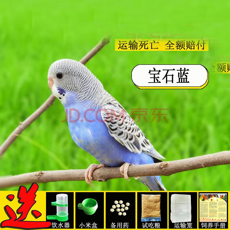 宝石蓝一只(公母备注)