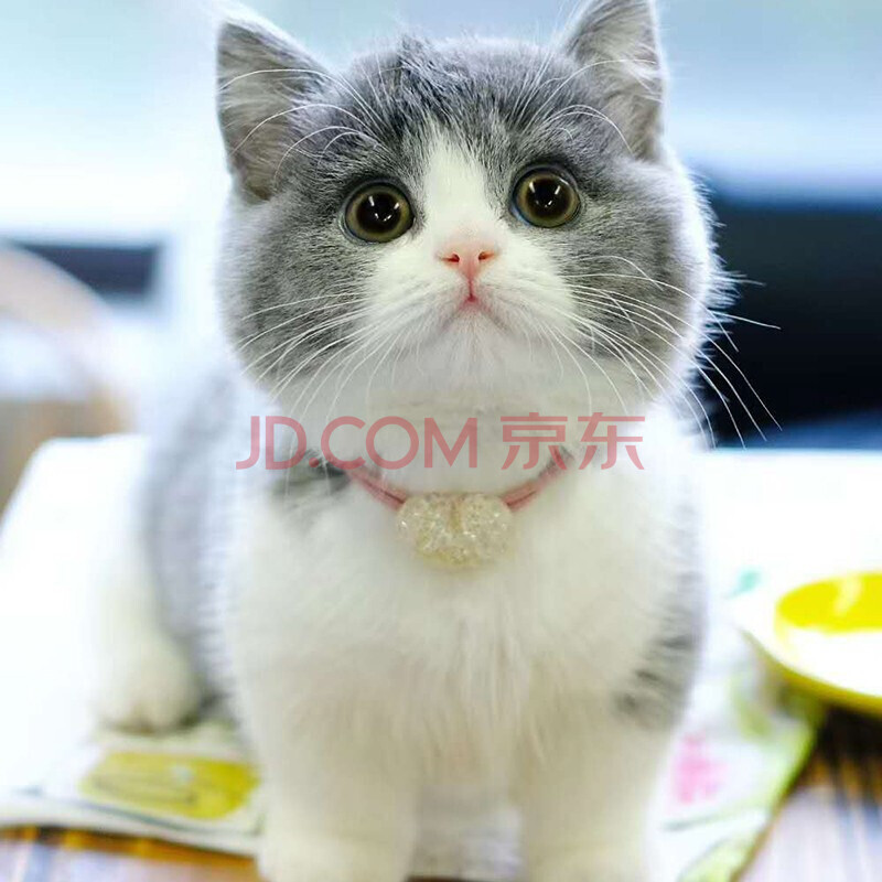 【30天质保】纯种宠物英短猫幼猫英国短毛猫金渐层活体蓝幼猫异国短毛