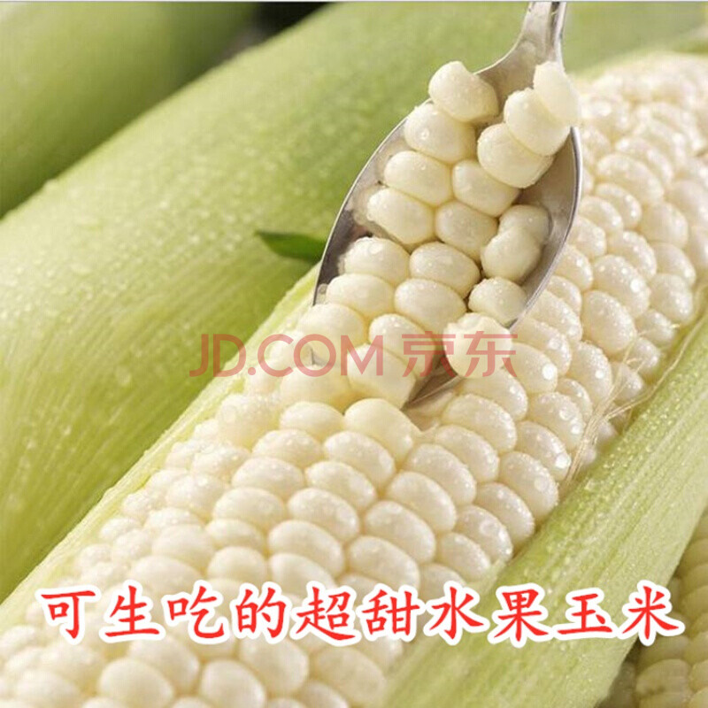 牛奶玉米种子孑生吃超甜水果苞谷种籽四季大田早熟高产蔬果菜种子 珍