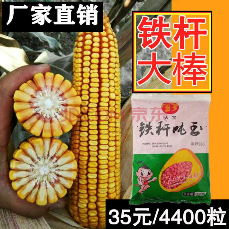 月娥杂交玉米种子高产大田玉米种籽农业春季夏季种植饲料郑单958增产