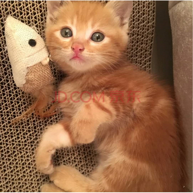 橘猫白猫黑猫狸花猫小土猫活体宠物幼猫家养幼崽中华田园猫小活物