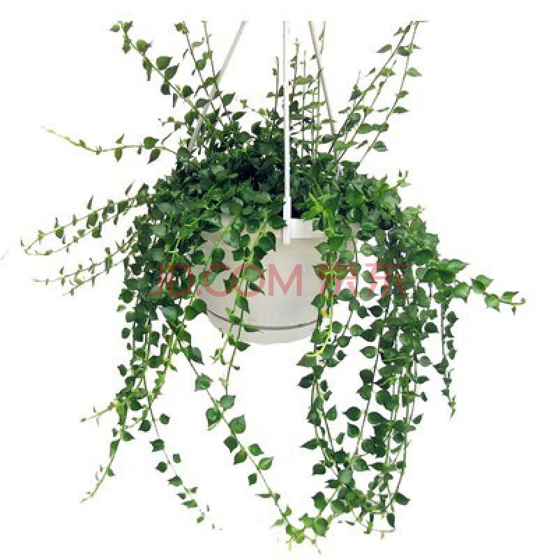 千叶吊兰盆栽四季常绿阳台窗台垂吊植物常春藤绿植 百万心吊兰【表达