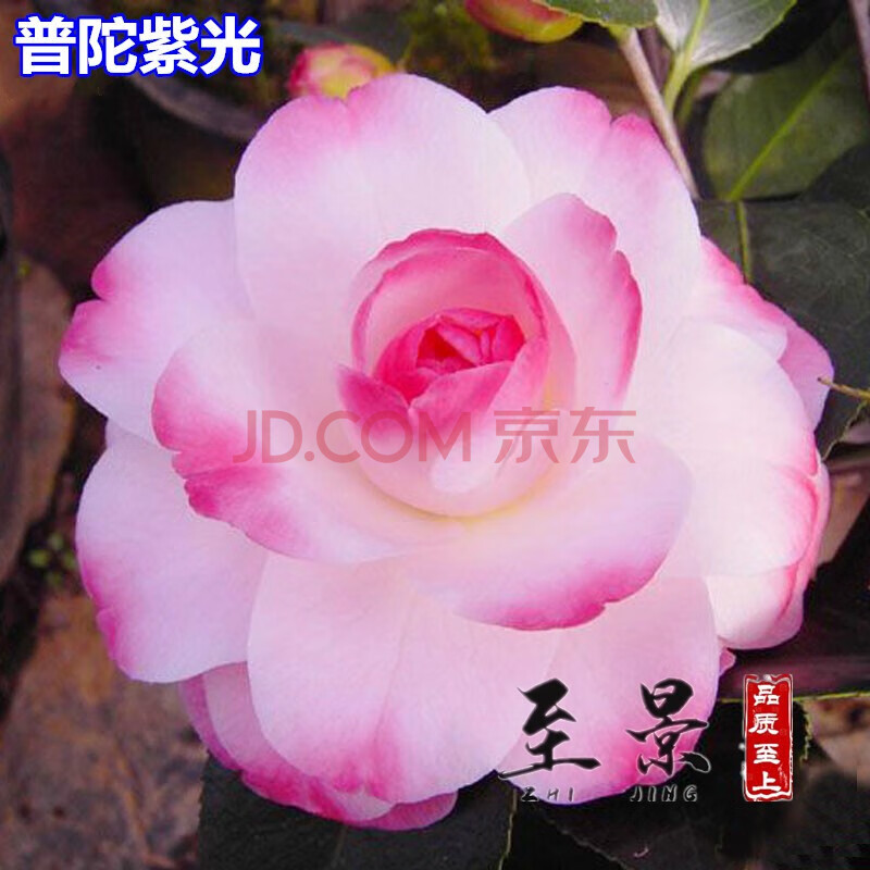 地栽庭院大茶花树大型景观树风景四季常青耐寒 5#普陀紫光 12年苗开花