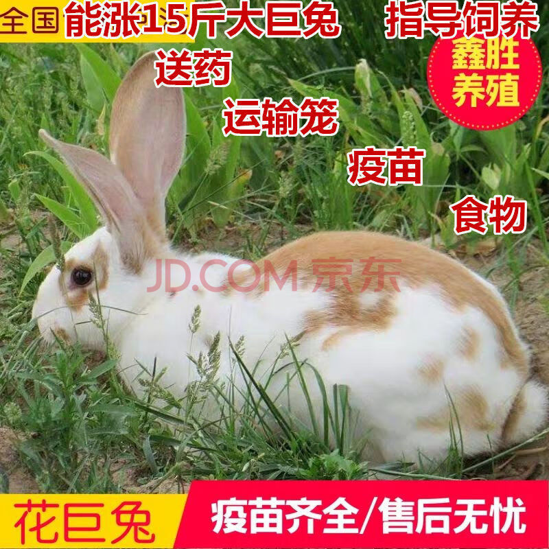 兔子活体大型肉兔子白兔小兔子比利时巨兔新西兰肉兔苗可长15斤 黄花.