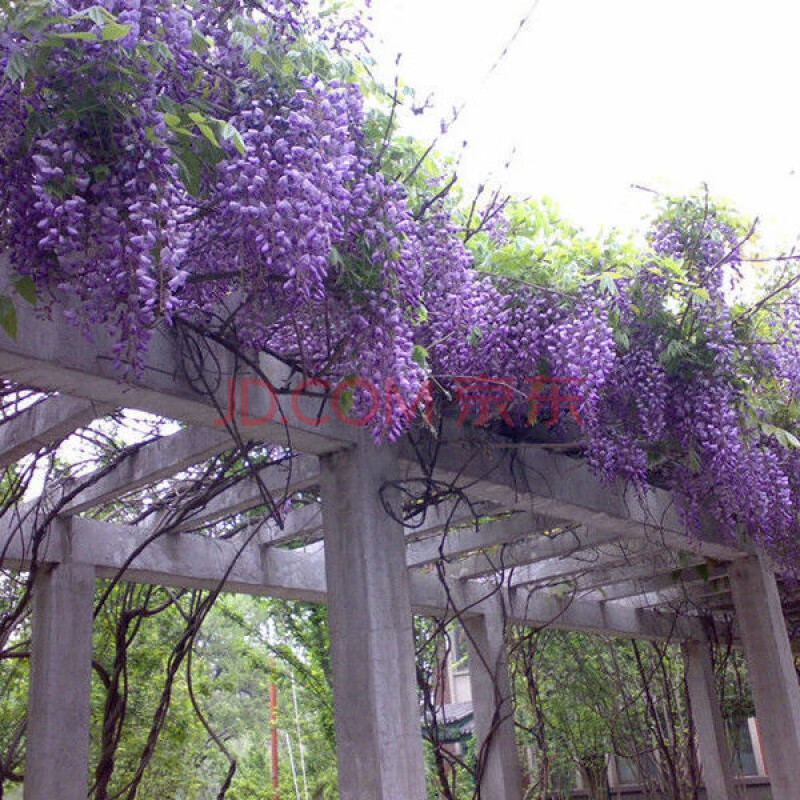 花树苗四季开花爬藤绿植物紫藤萝花卉盆栽阳台庭院室内外围墙 南京藤