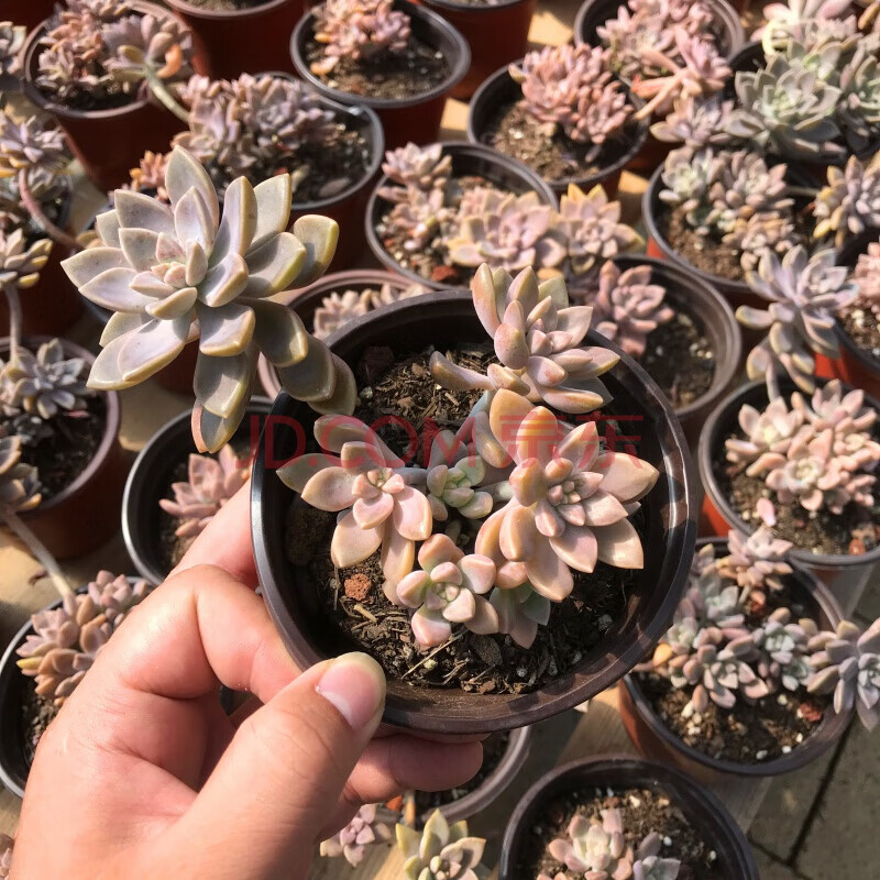 阿伦培多肉植物群生多头悬崖桩云南露养精控好货稀有品种 多头群生盆