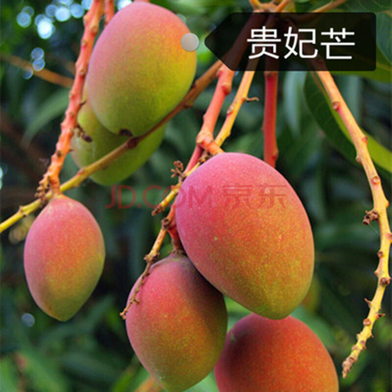 台农海南红贵妃澳芒凯特芒四季结果嫁接果树果苗小台芒果树苗盆栽地栽