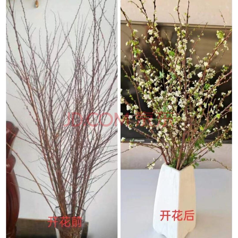 雪柳干枝遇水开花耐寒鲜花水培花卉干枝花喷雪花插水开花植物花卉sn