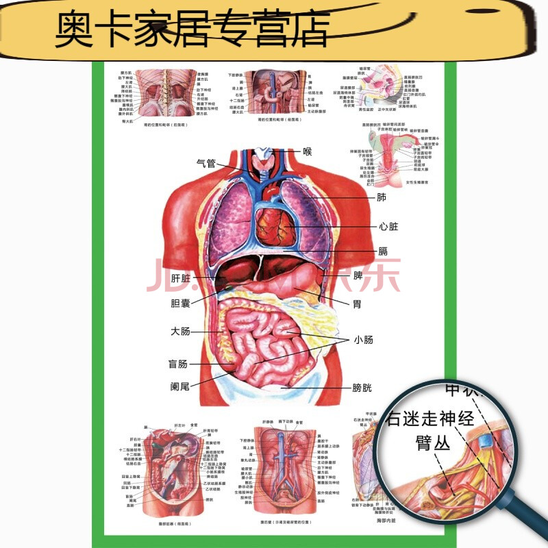 家装软饰 装饰字画 大言山 人体器官结构挂图人体内脏结构解剖示意图