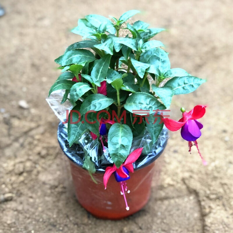 倒挂金钟五色梅盆栽长花期 观花型木本植物花苗盆栽花卉 倒挂金钟小苗