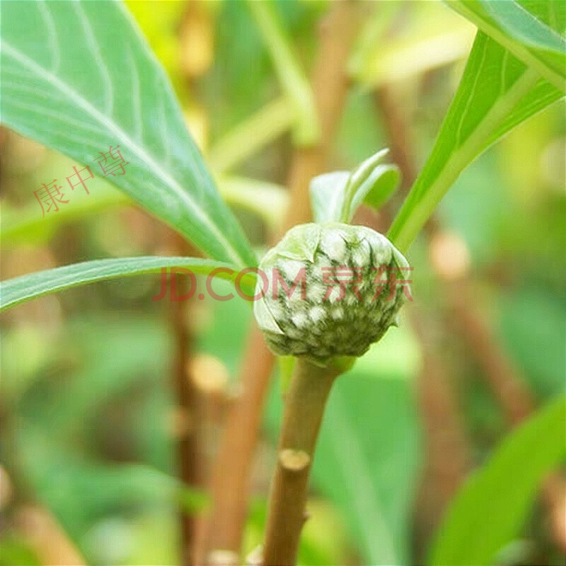 康中尊西藏特产野生绿萝花500g绿萝花茶可搭配罗布麻袋装西藏发货