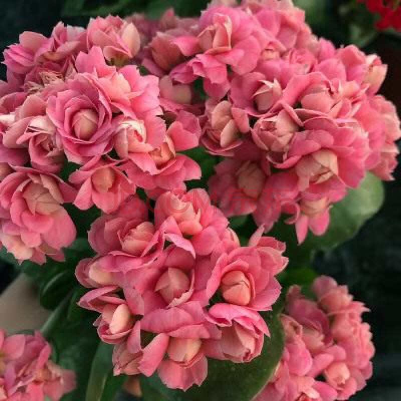 沭之美长寿花盆栽带花苞重瓣大花苗绿巴黎花卉观花植物室内阳台四季