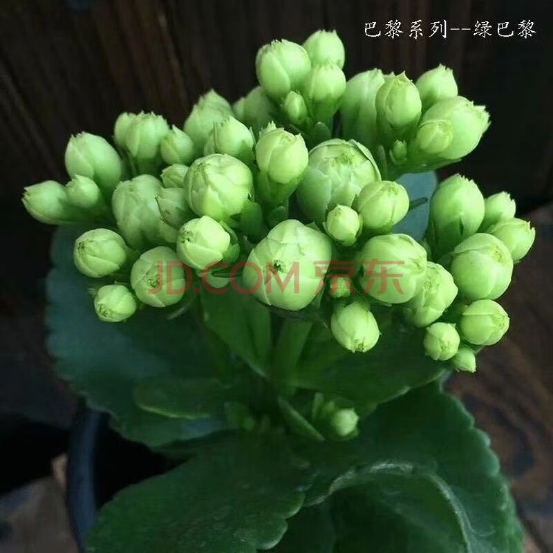 长寿花盆栽 四季开花桌摆盆栽花卉绿植 长寿花绿色【带花苞】 原盆原