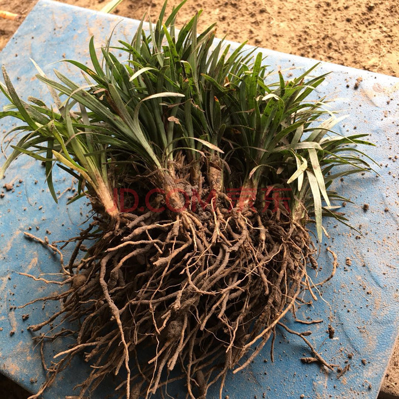 锦语矮麦冬草苗玉龙草金边麦冬庭院别墅园林绿化植物耐寒沿阶草 日本