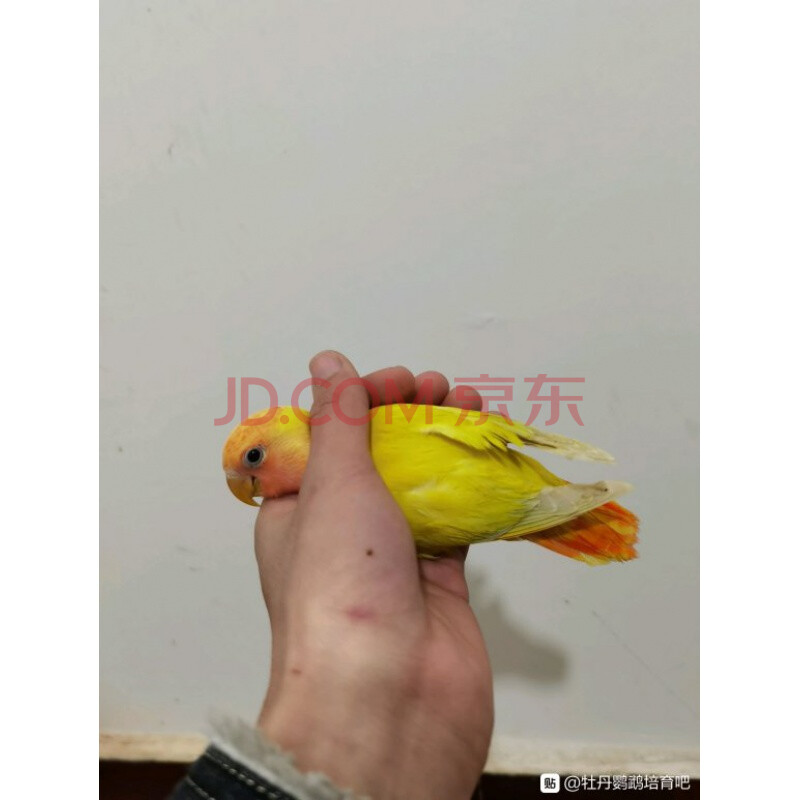 kjhgf牡丹鹦鹉鸟活体雏鸟亲人鸟宠物鸟桃脸玄凤黄化绿桃日本桃黄桃红