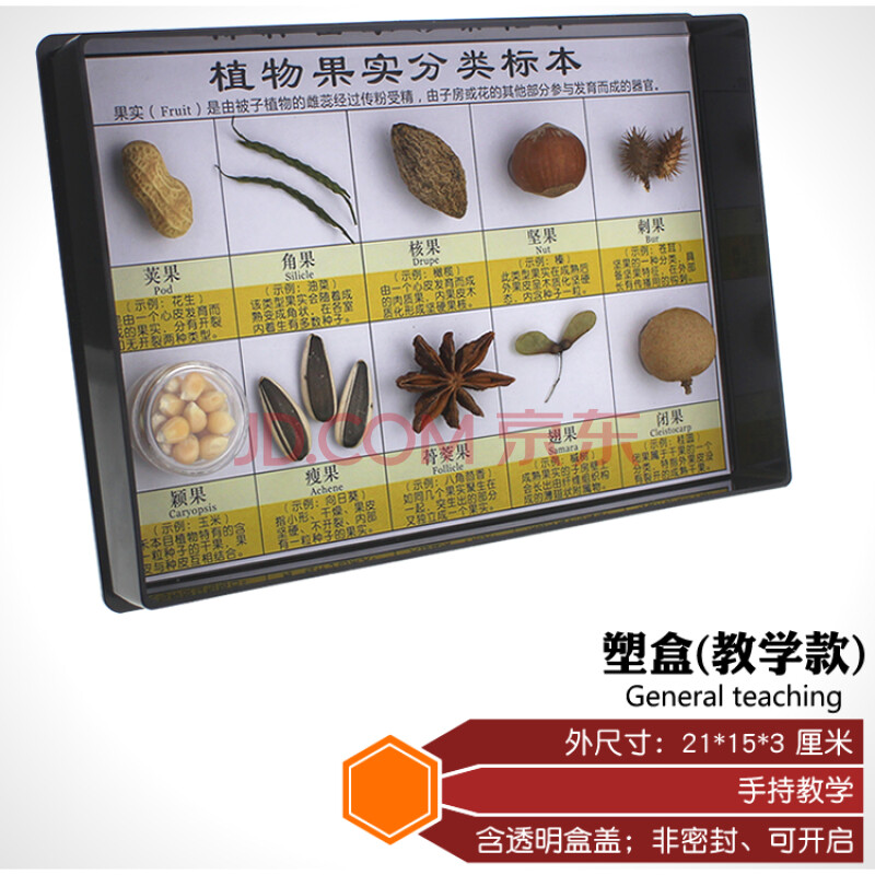 科学教材 植物果实分类标本 校园展览陈设 社区科普 环保生物教材