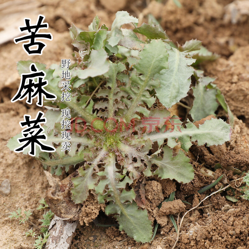 密之蓝天 时令山野菜密云本地自然野生苦碟菜 200g