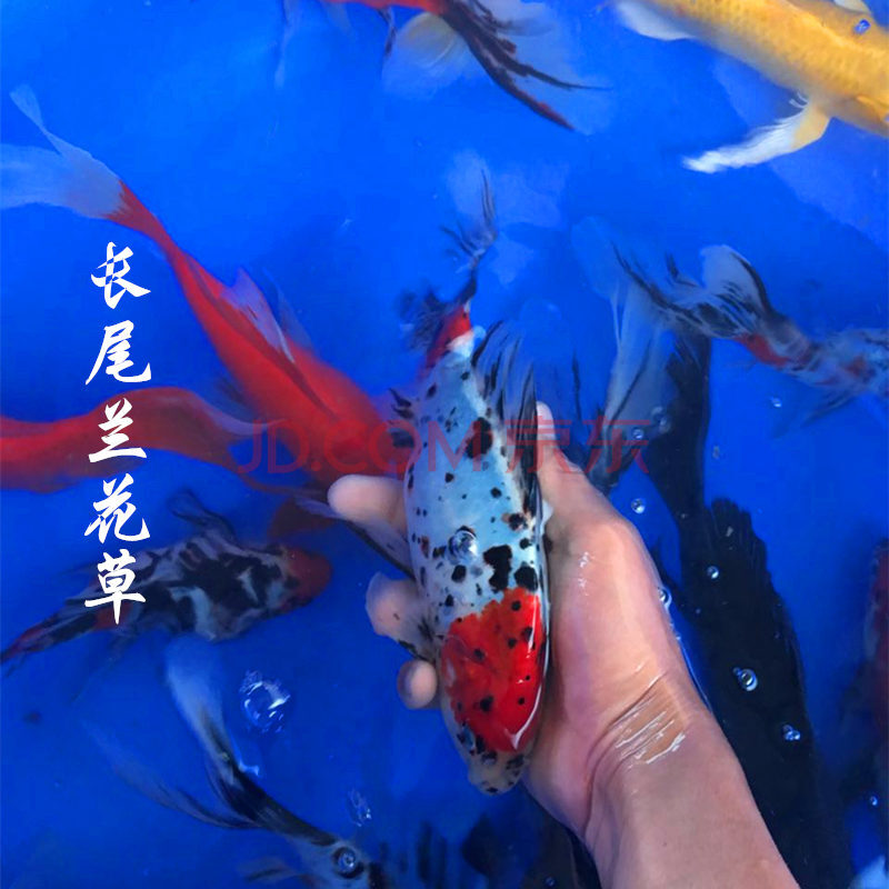 黑草金活体活鱼黑草金鱼黑鲫鱼黑锦鲤家庭养好养耐