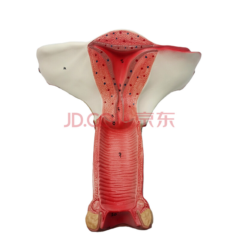 人体子宫模型教具模具卵巢解剖病理医学女性仿真女性生殖模器 d卵巢yn