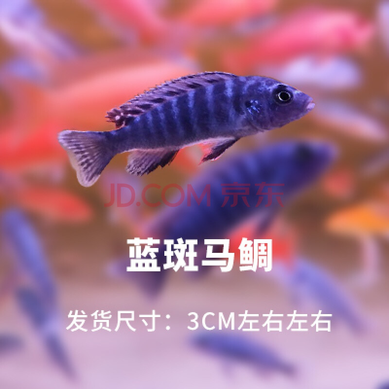 天弗三湖慈鲷马鲷鱼活体非洲王子杂鲷新手蓝阿里鲷科鱼小型热带观赏鱼