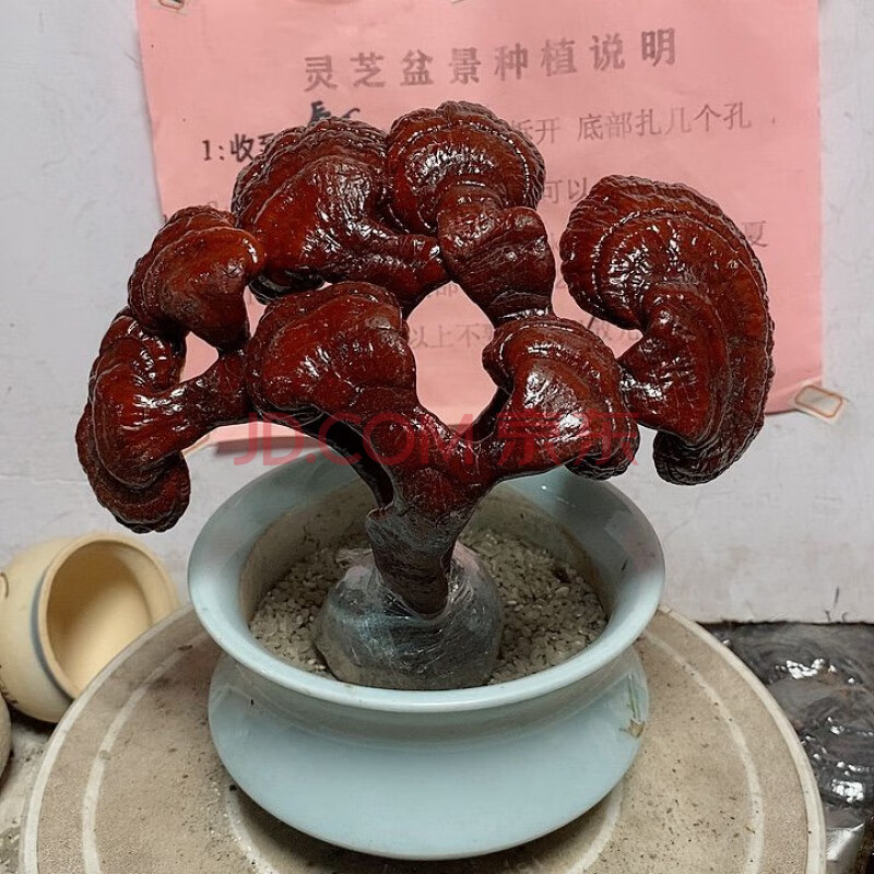 【精选】灵芝盆栽观赏活体灵芝室内家用办公桌复古活体禅意种植摆件
