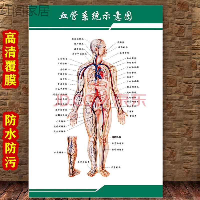 女性生殖图人体内脏解剖示意图医学宣传挂图人体结构海报家居日用品