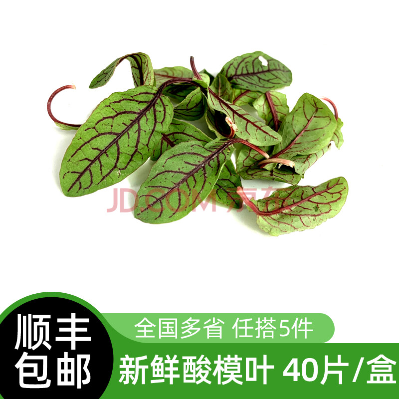 新鲜酸模叶40片/盒 食用红酸膜草酸膜叶酒店西餐日料摆盘装饰花草