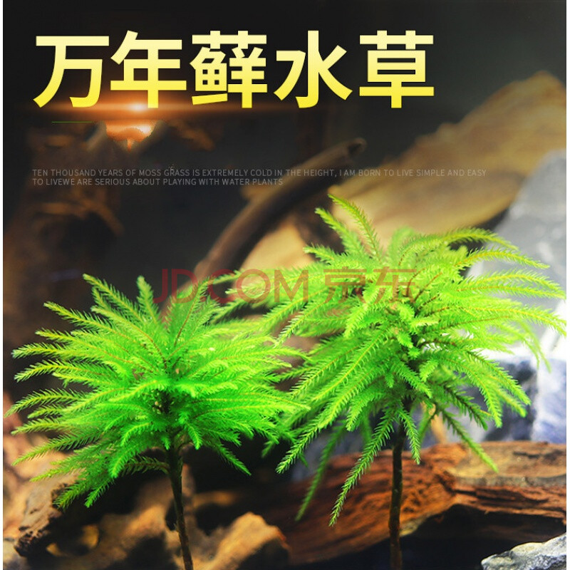 万年藓水草活体耐活耐低温苔藓鱼缸水族箱生态瓶雨淋缸造景水草 耐寒