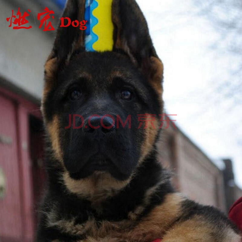 【燃宠】 纯种德国牧羊犬大型犬活体宠物狗黑脸锤系赛系德牧幼犬弓背