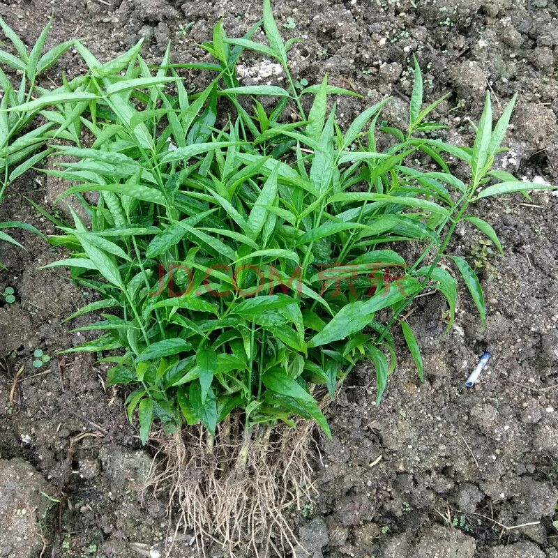 忧遁草育苗枝条黎王草苗 正大小尖叶优顿草苗优遁草 青色 15cm小苗10