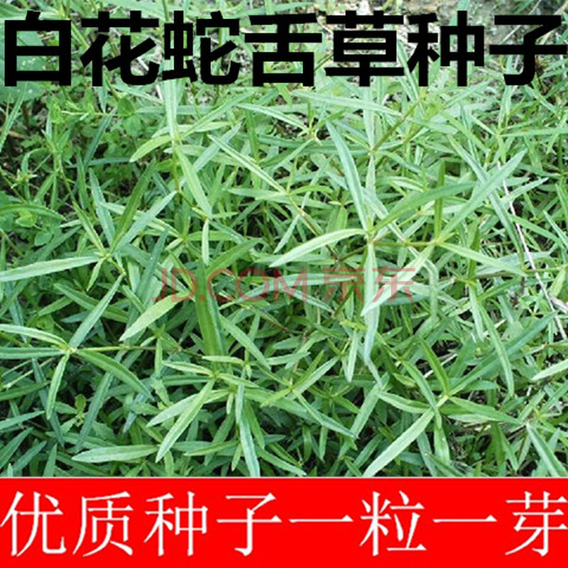 白花蛇舌草种籽半枝莲种子蛇舌草种子百花蛇舌草籽中药材种籽-德资 蛇