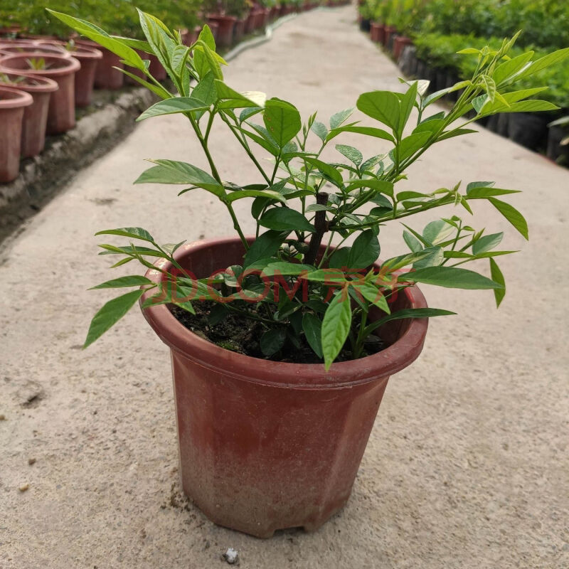 涞思芊抹草苗仙草苗潮汕仙草三叶青苗盆栽绿植红花抹草家居吉祥花草