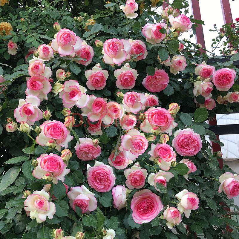 本月季大苗花墙拱门植物花卉地栽四季循环开花多多拱门 粉龙母系大苗