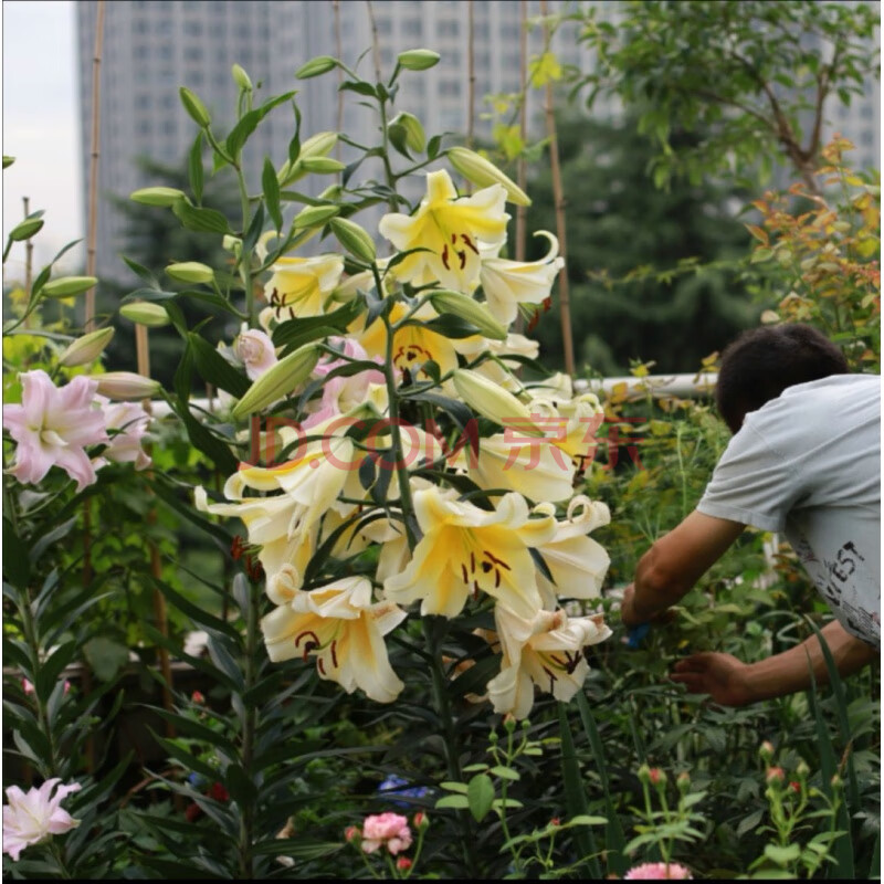 多头重瓣香水百合种球百合花种子秋季盆栽阳台庭院四季种植 木门 高杆