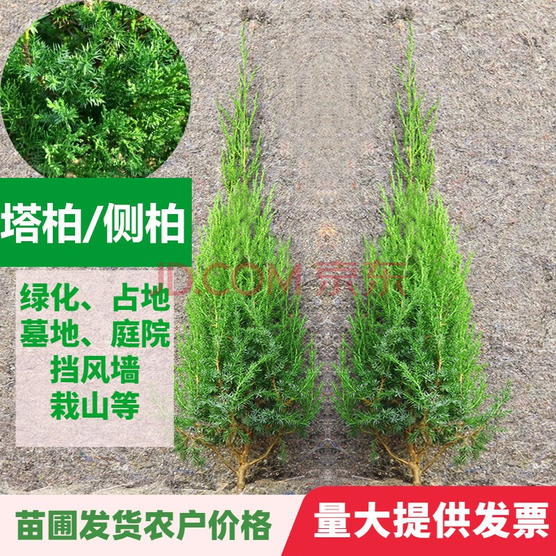 柏树苗松柏侧柏树苗扁柏圆柏松树塔柏宝塔松龙柏苗墓地柏树四季青