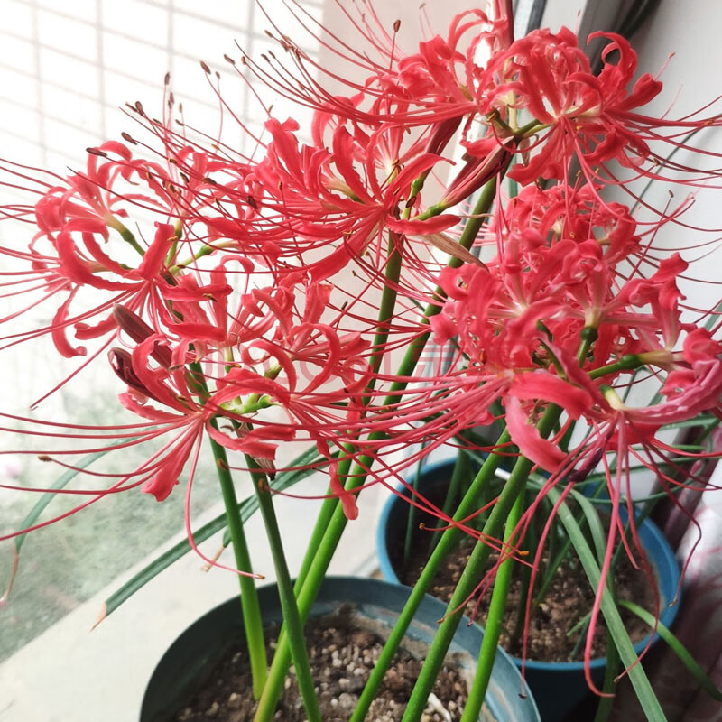 3颗彼岸花种球曼珠沙华石蒜花室内外球根花卉植物四季开花耐寒花 a1