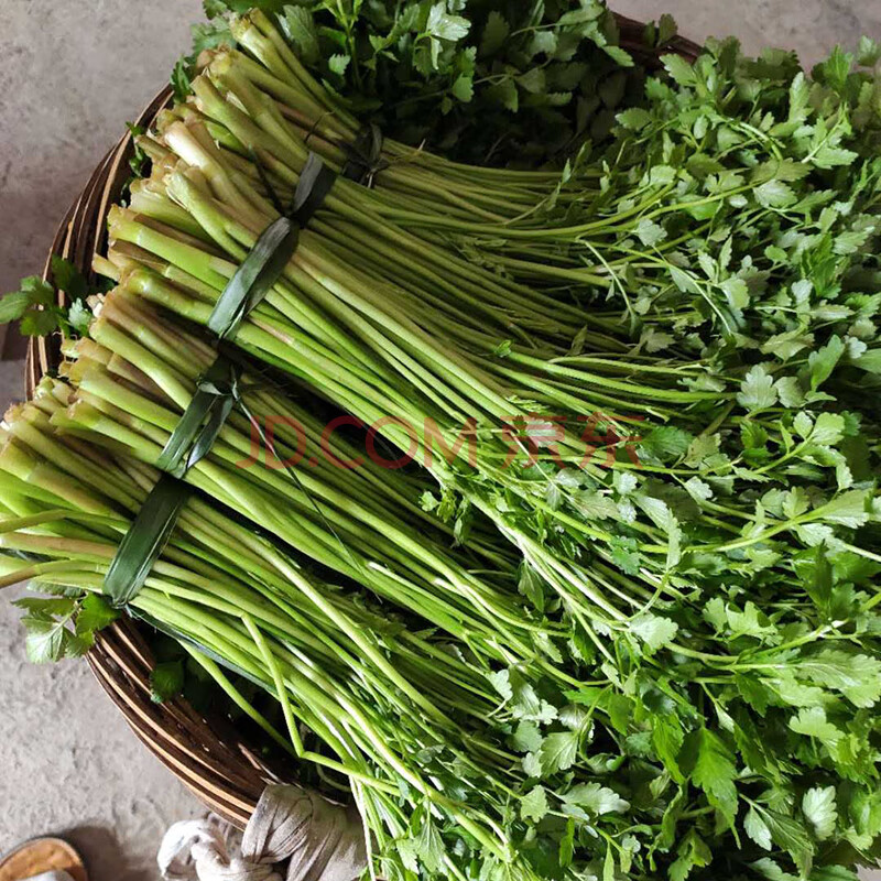 顺丰 水芹菜 新鲜野芹菜河芹刀芹 5斤