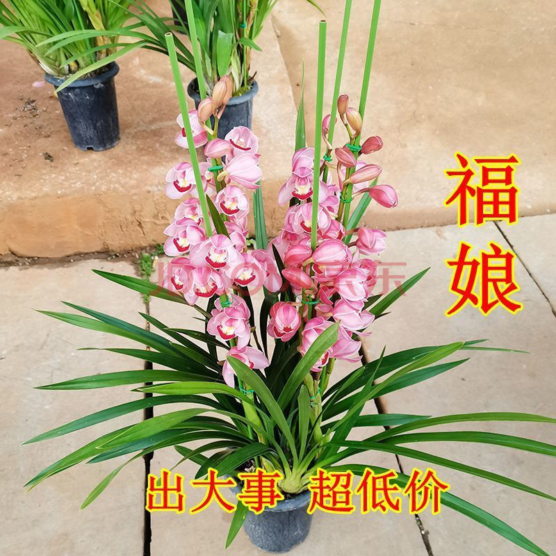 超香型兰花 四季开花香满屋室内花卉盆栽好养易活吸甲醛 福娘 1苗新手