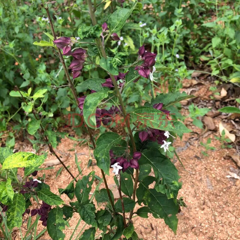 鬼灯笼草500克现采新鲜白花鬼点火苦灯笼 材 凉茶 干品全株500克