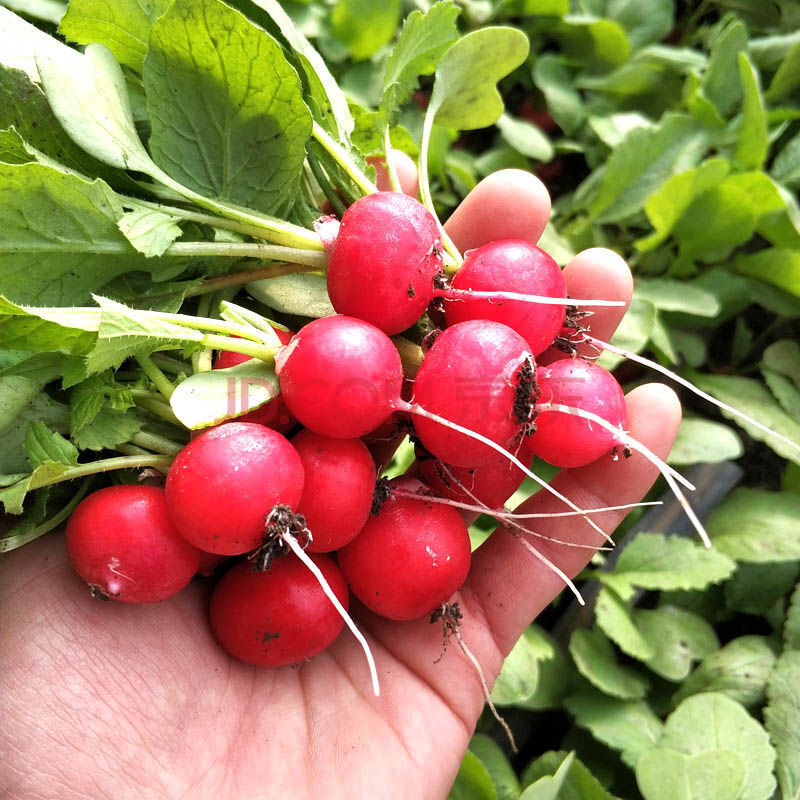 东北农家蔬菜新鲜 樱桃萝卜现摘小水萝卜菜小红萝卜带缨蘸酱菜2斤 小