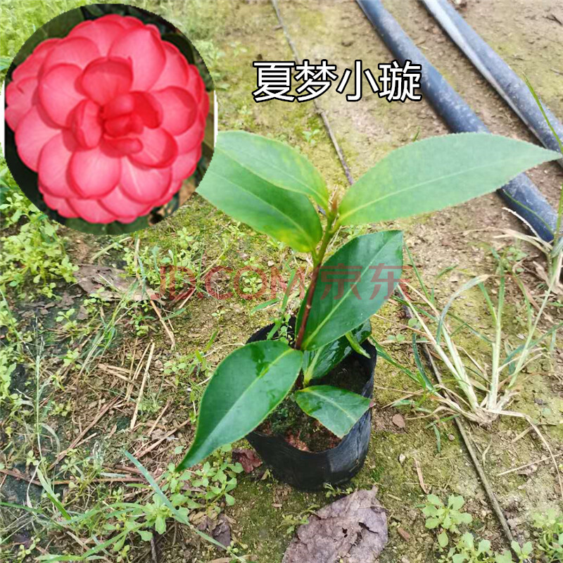 四季茶花系列树苗山盆栽开花不断单枝条夏梦小璇含盆高约20公分不含盆