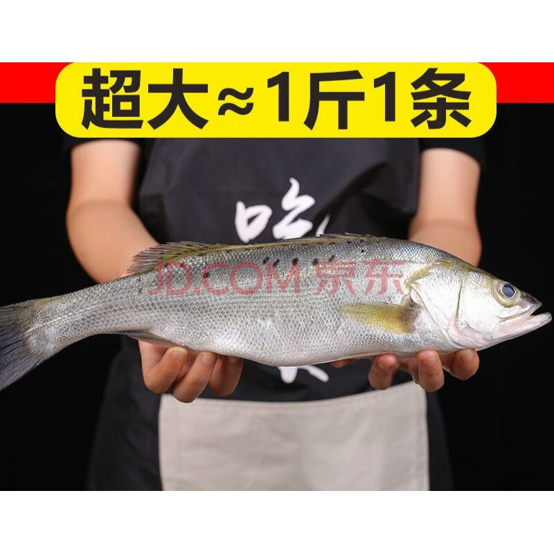 新鲜大鲈鱼花鲈鱼寨花鱼鲈板鱼海鱼海产品海鲜水产生鲜七星鲈鱼 港荣