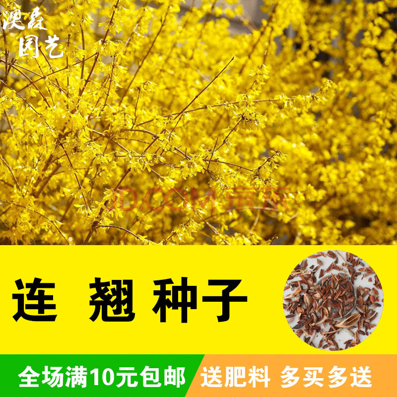 【梦里丹】连翘种子花卉种籽灌木盆栽别墅庭院花园绿化美观黄老虎迎春