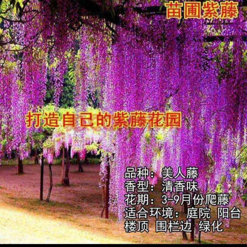 紫藤花树苗四季开花爬藤绿植物紫藤萝花卉盆栽阳台庭院室内外围墙美人